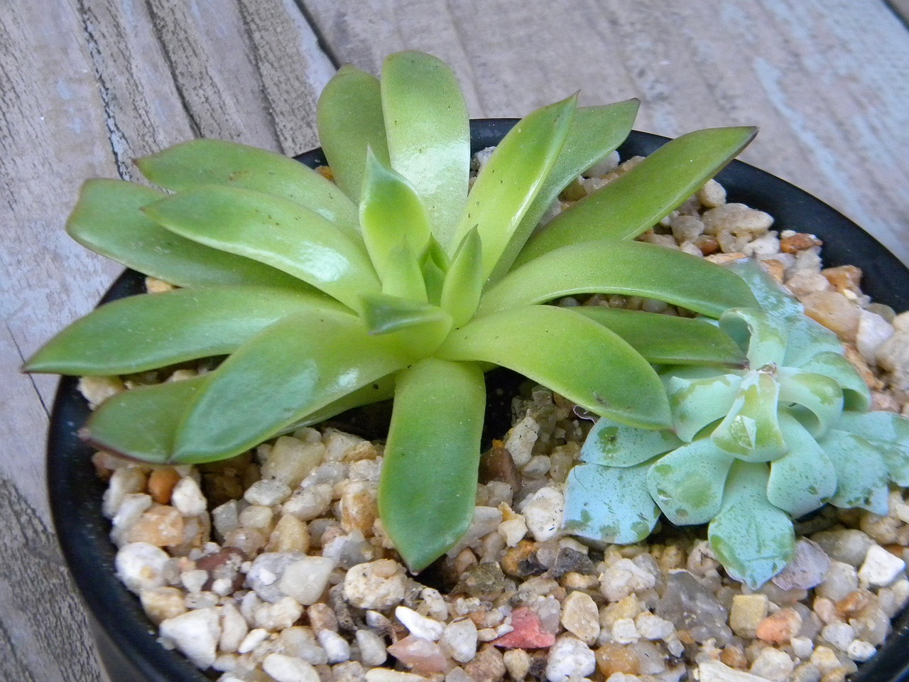 Aeonium en pot