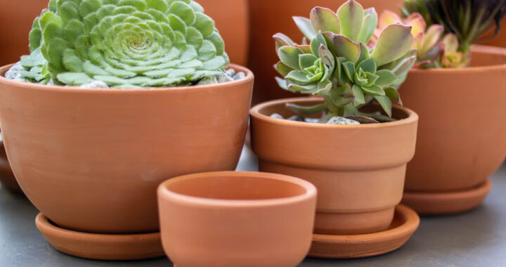 Cultiver l’Aeonium en pot : conseils pour une plante grasse florissante