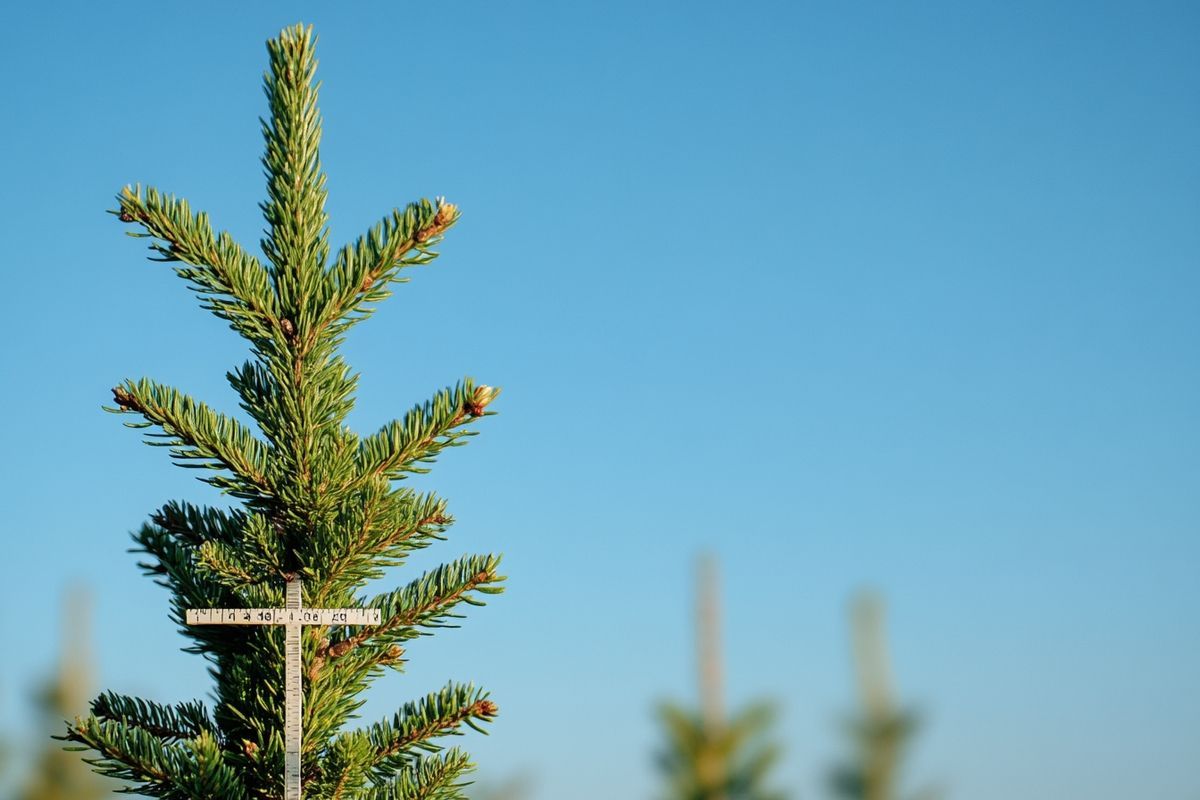 Le coût de la taille et de l'entretien des sapins